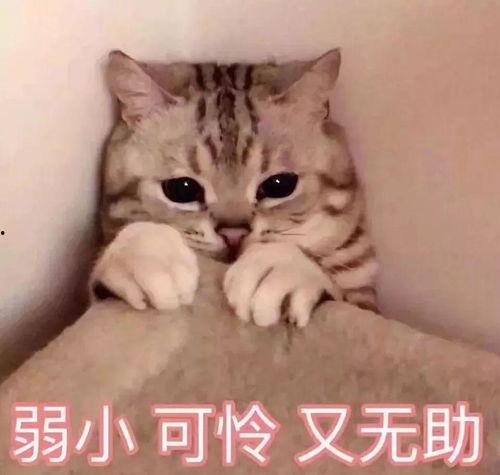 娱乐吃瓜君猫神,揭秘猫神背后的神秘故事  第2张